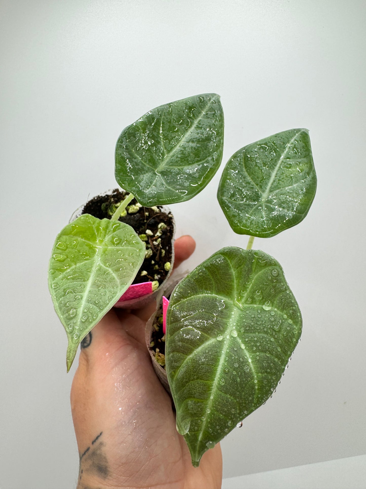 Alocasia Maharni