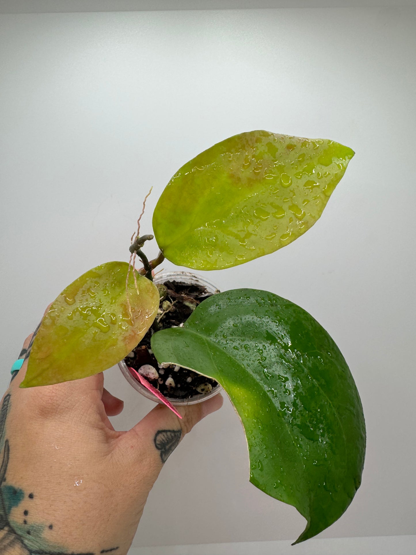 Hoya Surigaoensis