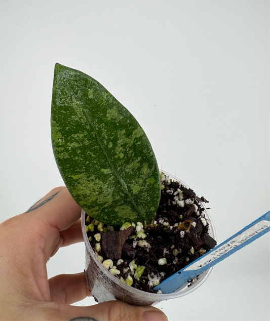 Hoya ‘Kochang Island’