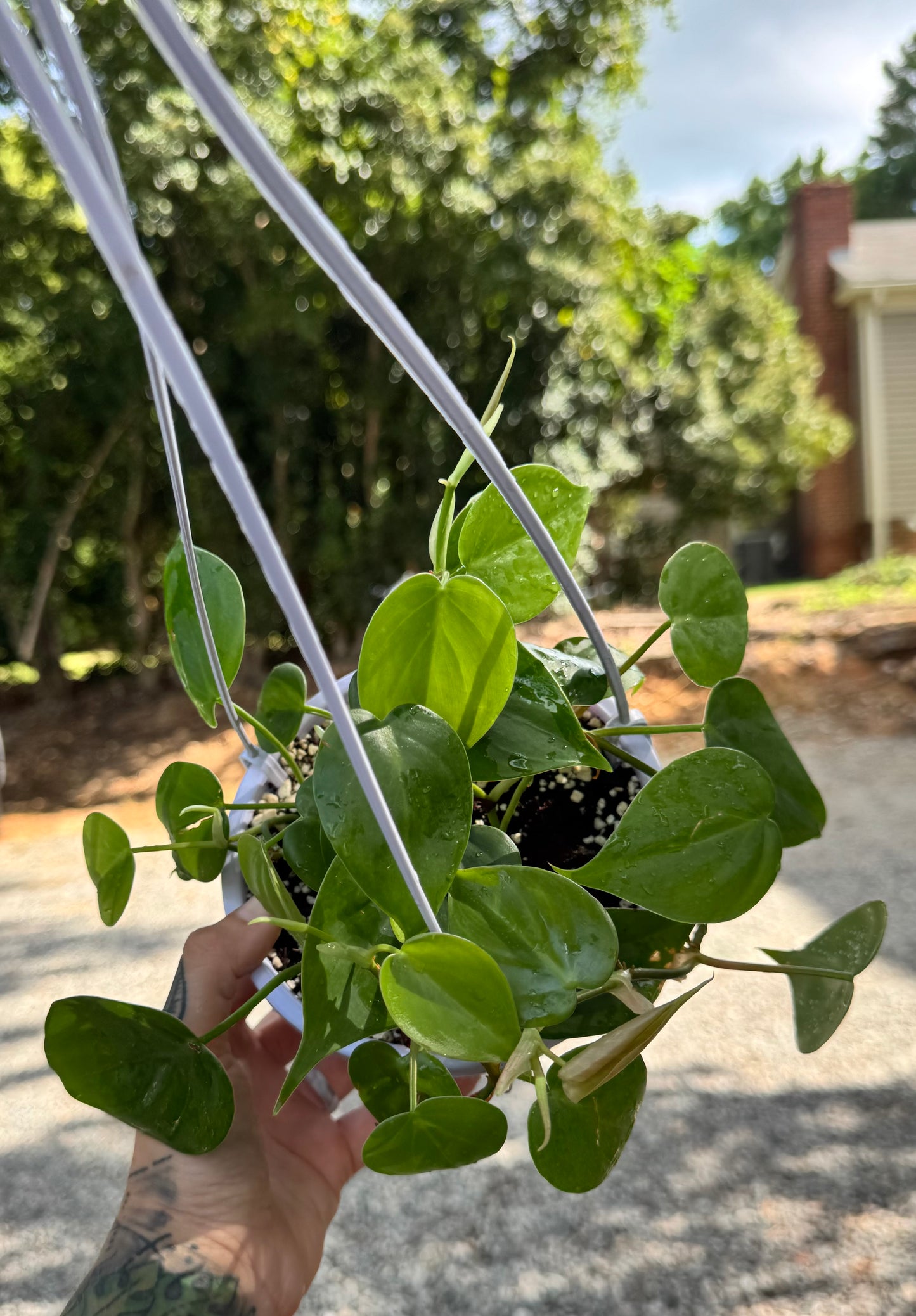 Philodendron cordatum ‘Heartleaf’