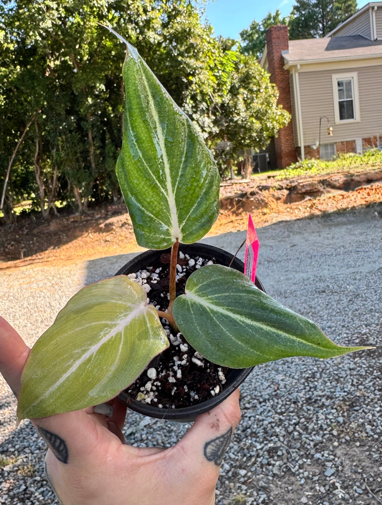 Philodendron Gloriosum D shape