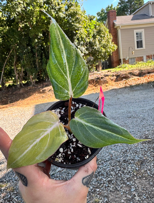 Philodendron Gloriosum D shape