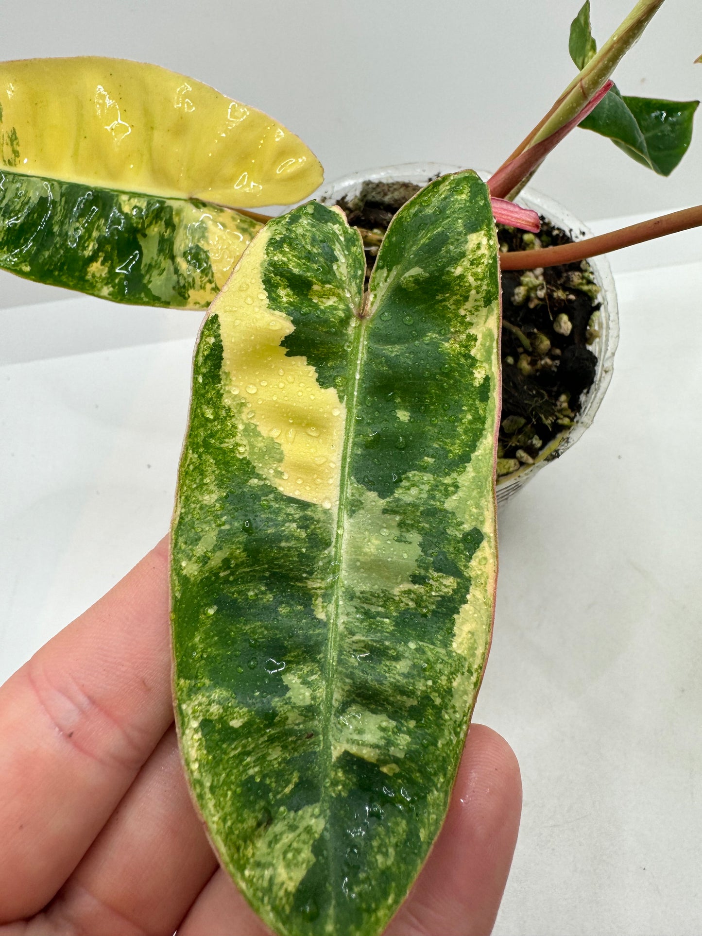 Philodendron Billietiae Variegated (rare tropical)