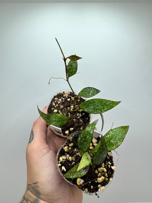 Hoya parviflora