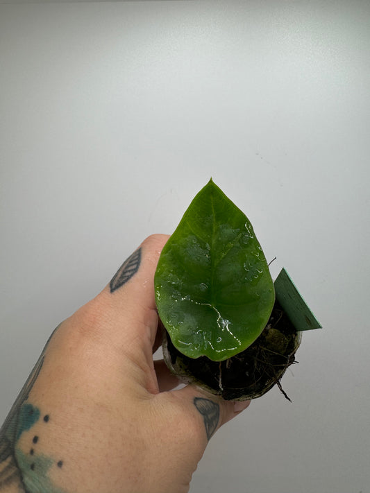 Alocasia Nebula