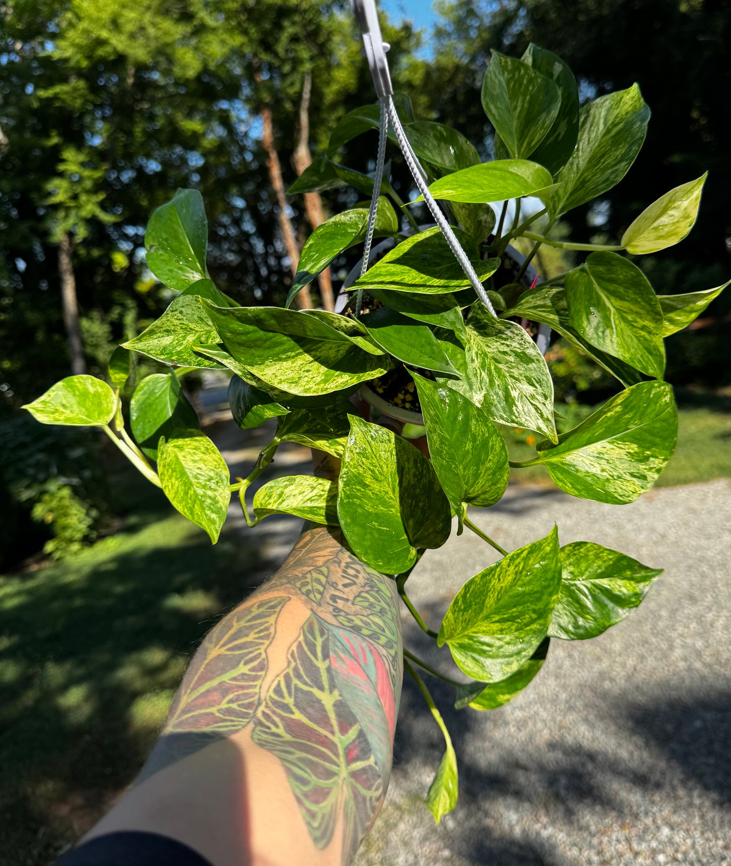 Marble Queen Pothos