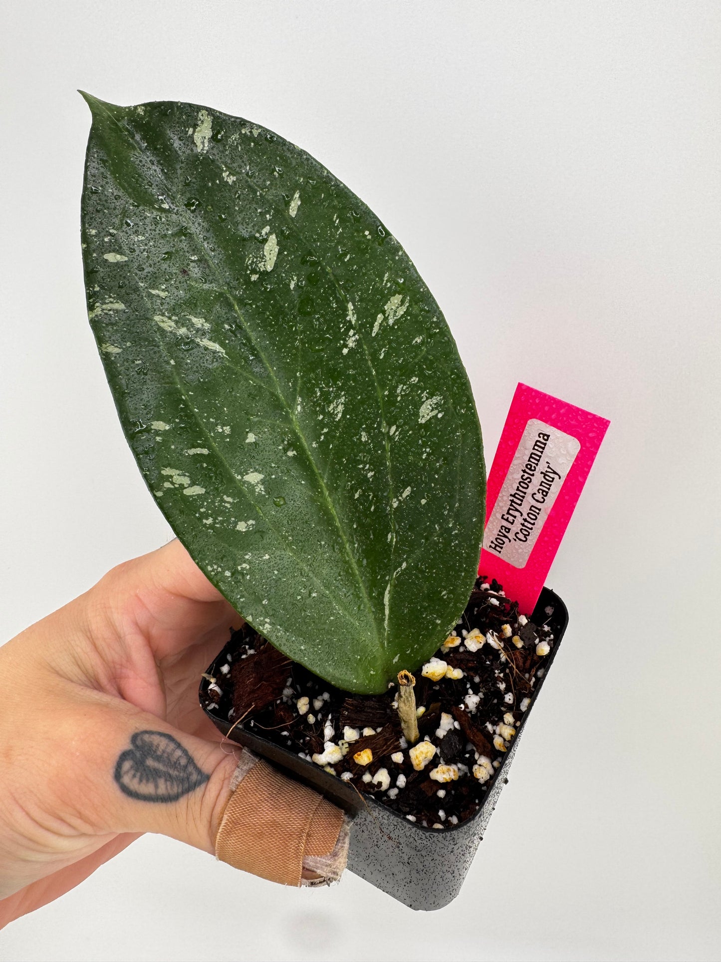 Hoya Erythrostemma ‘Cotton Candy’