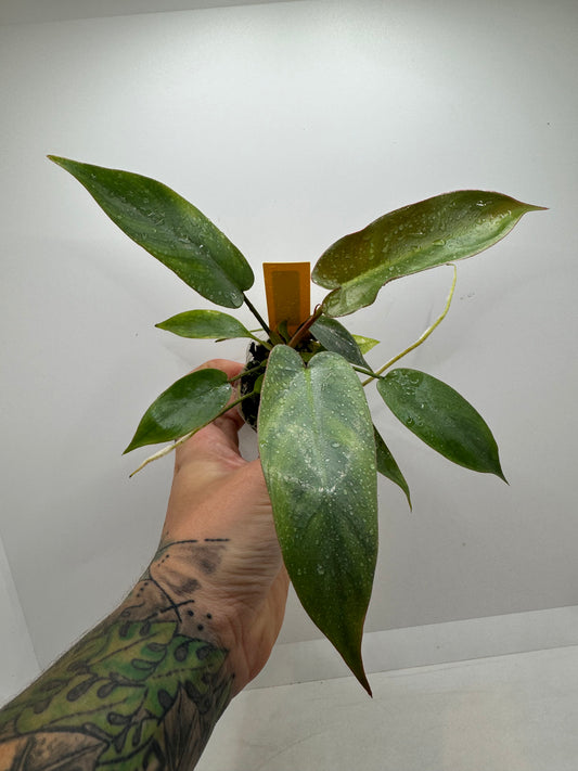 Philodendron Atabapoense