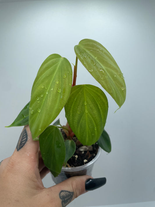 Philodendron Nangaritense