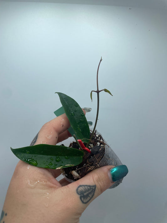 Hoya Chlorantha (rare tropical)