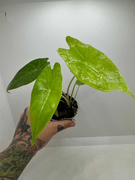 Alocasia Longiloba