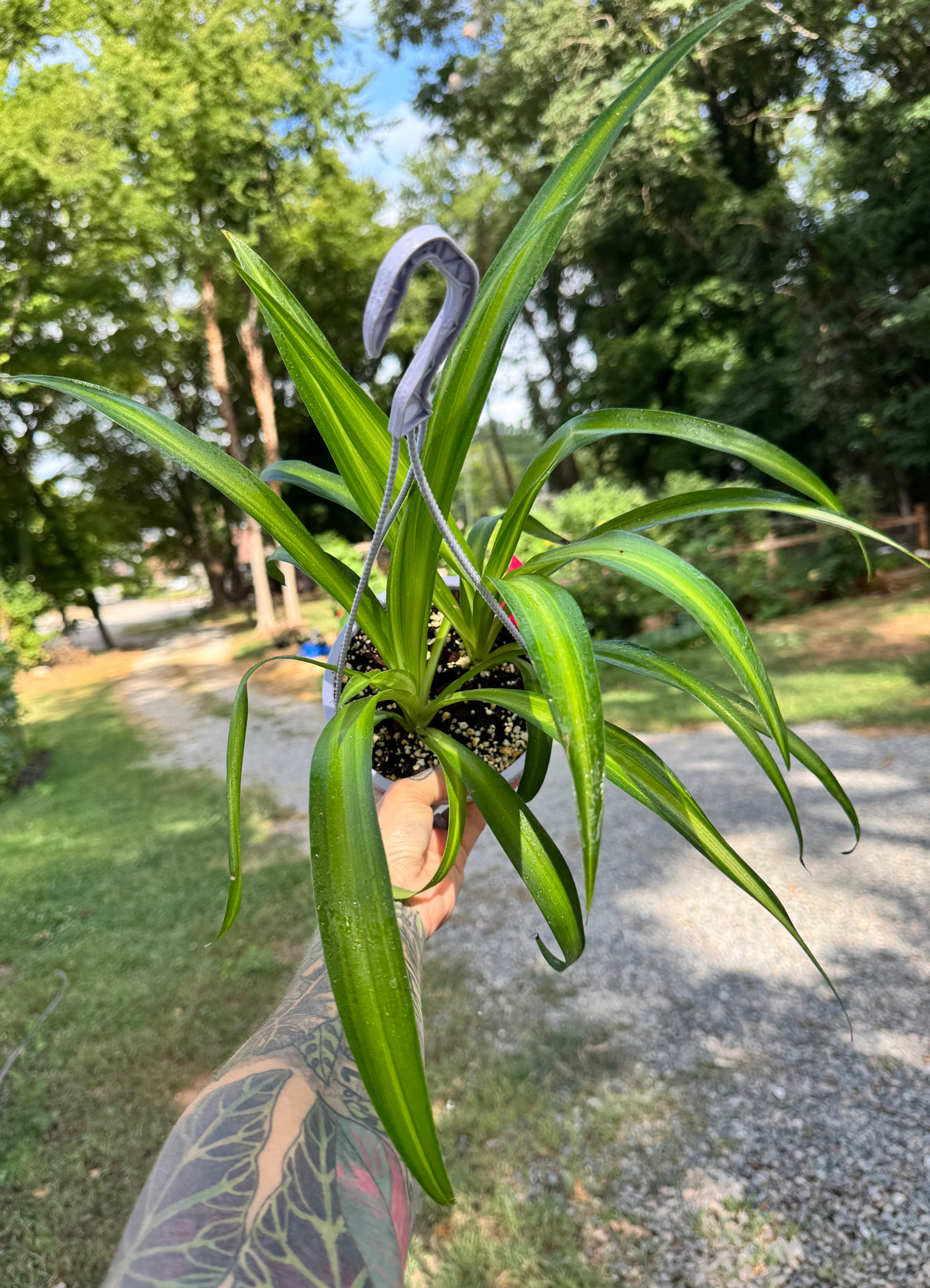 Spider Plant ‘Bonnie’