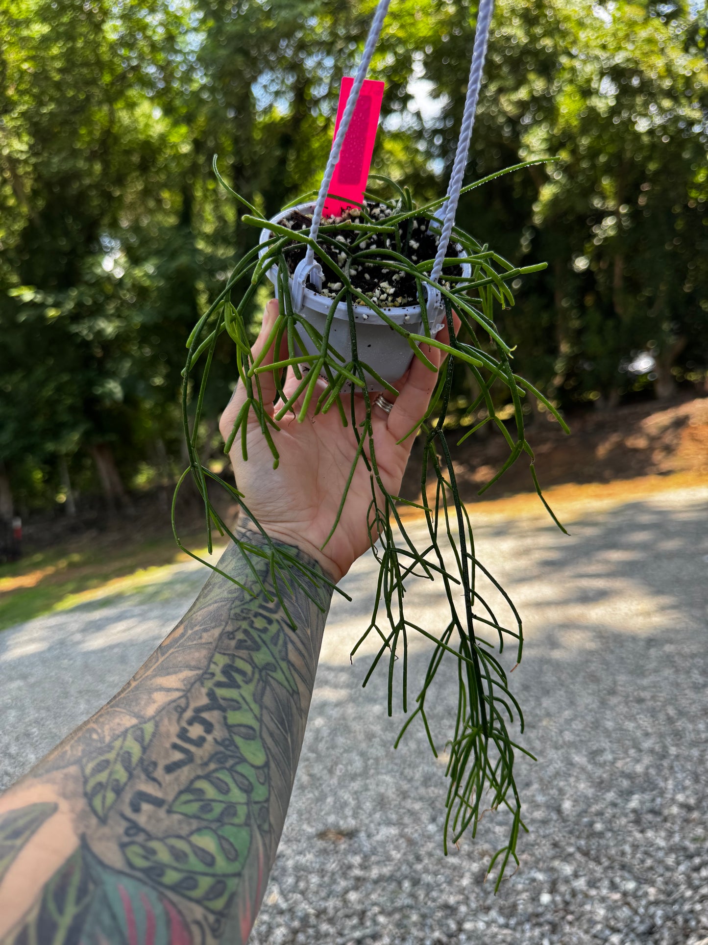 Rhipsalis Baccifera