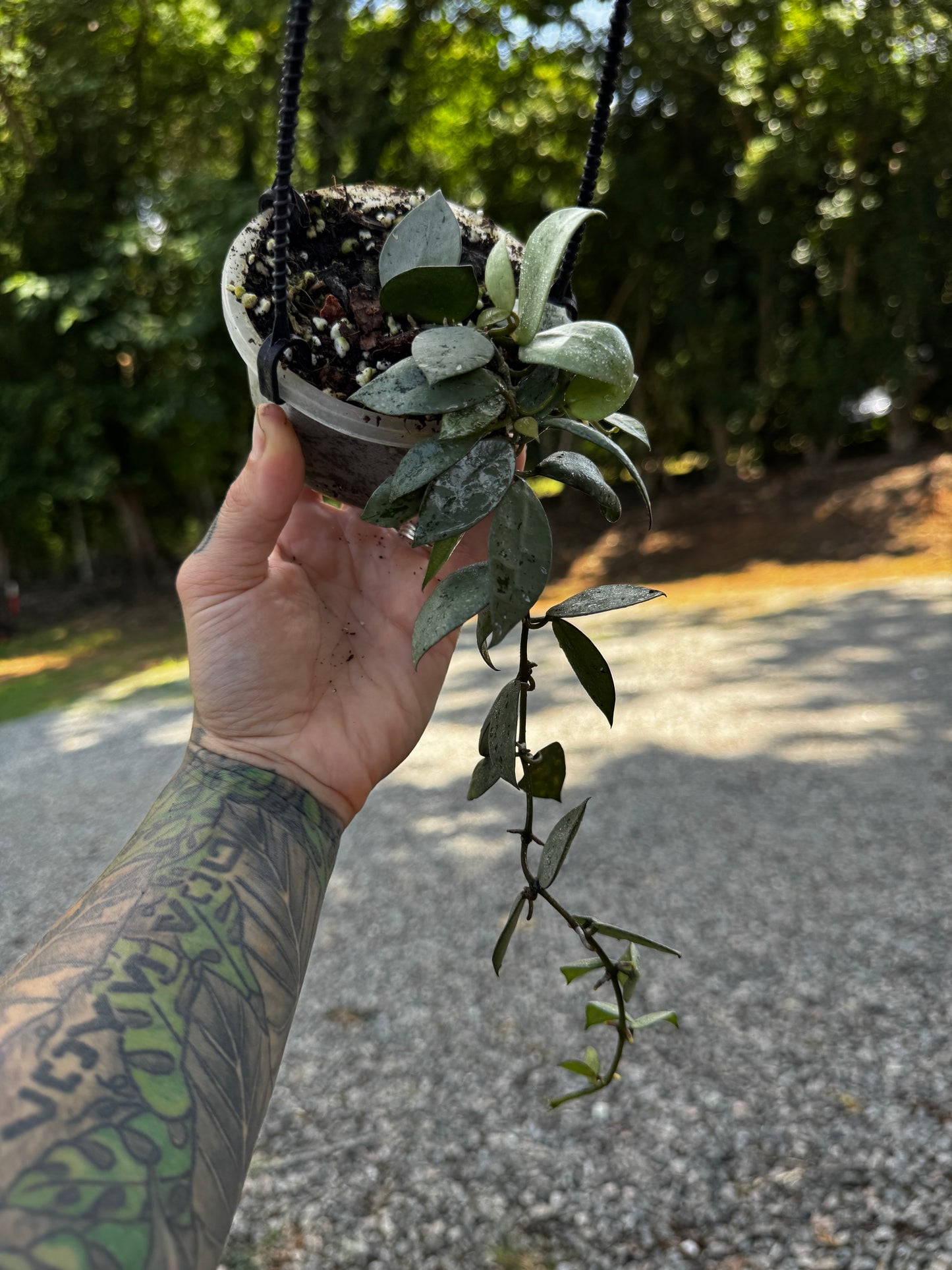 Hoya Krohniana Silver