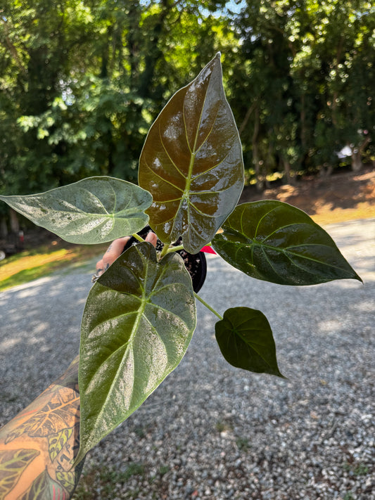 Alocasia Wentii