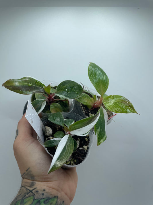 Variegated Philodendron White Knight