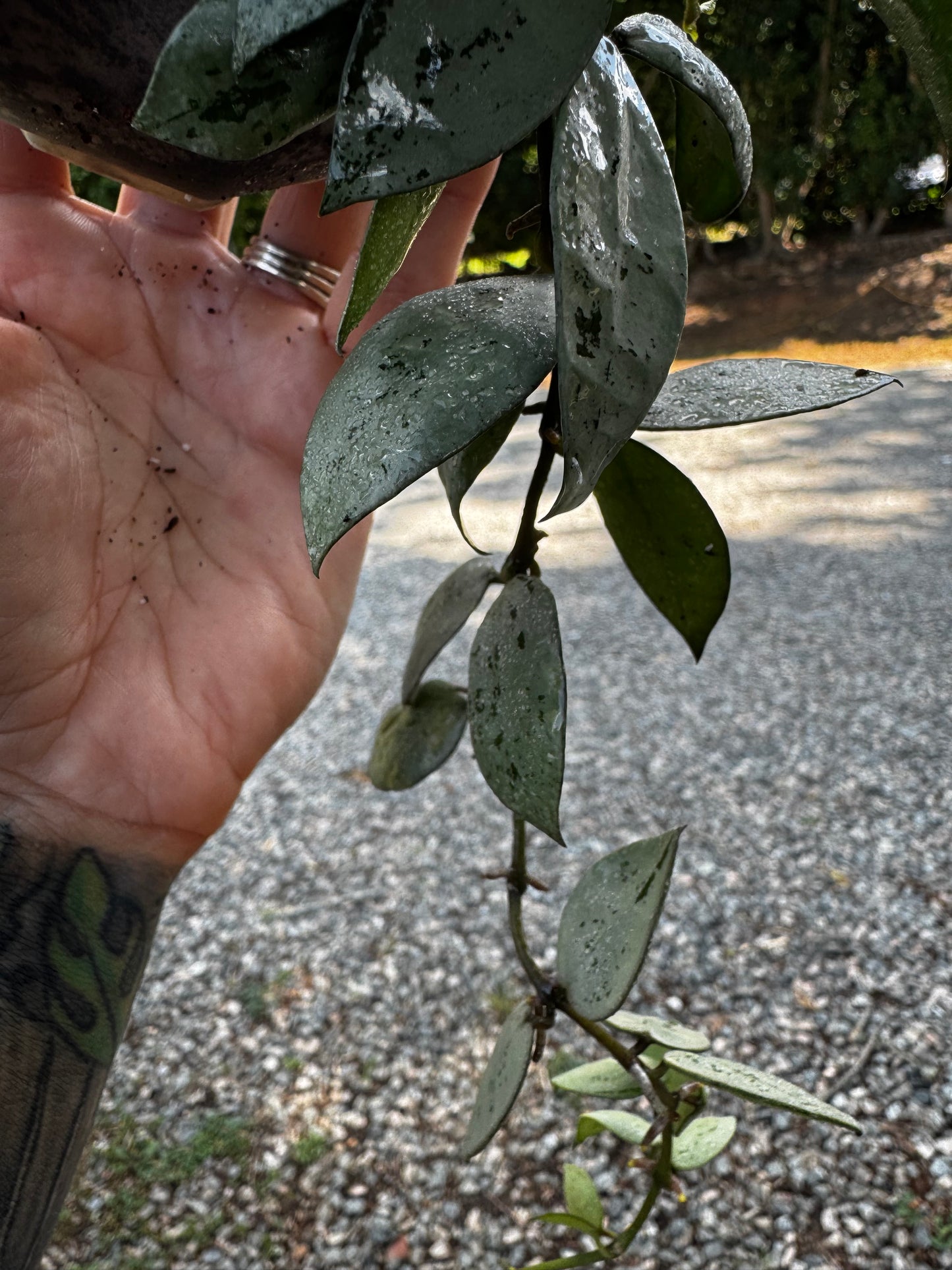 Hoya Krohniana Silver