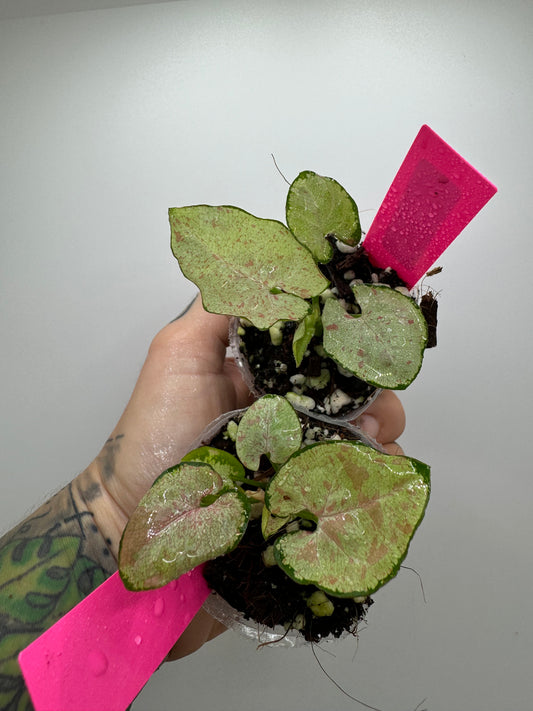 Syngonium Milk Confetti