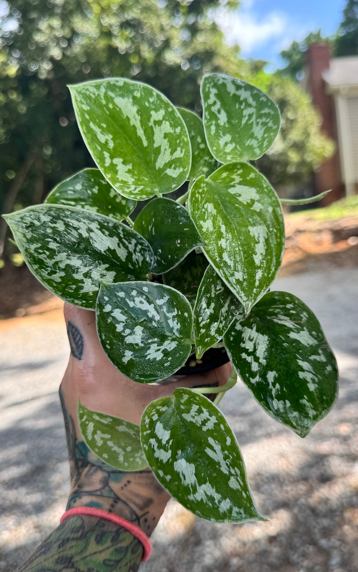 Scindapsus Pictus