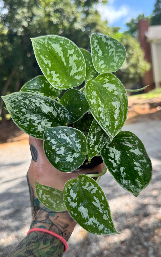Scindapsus Pictus