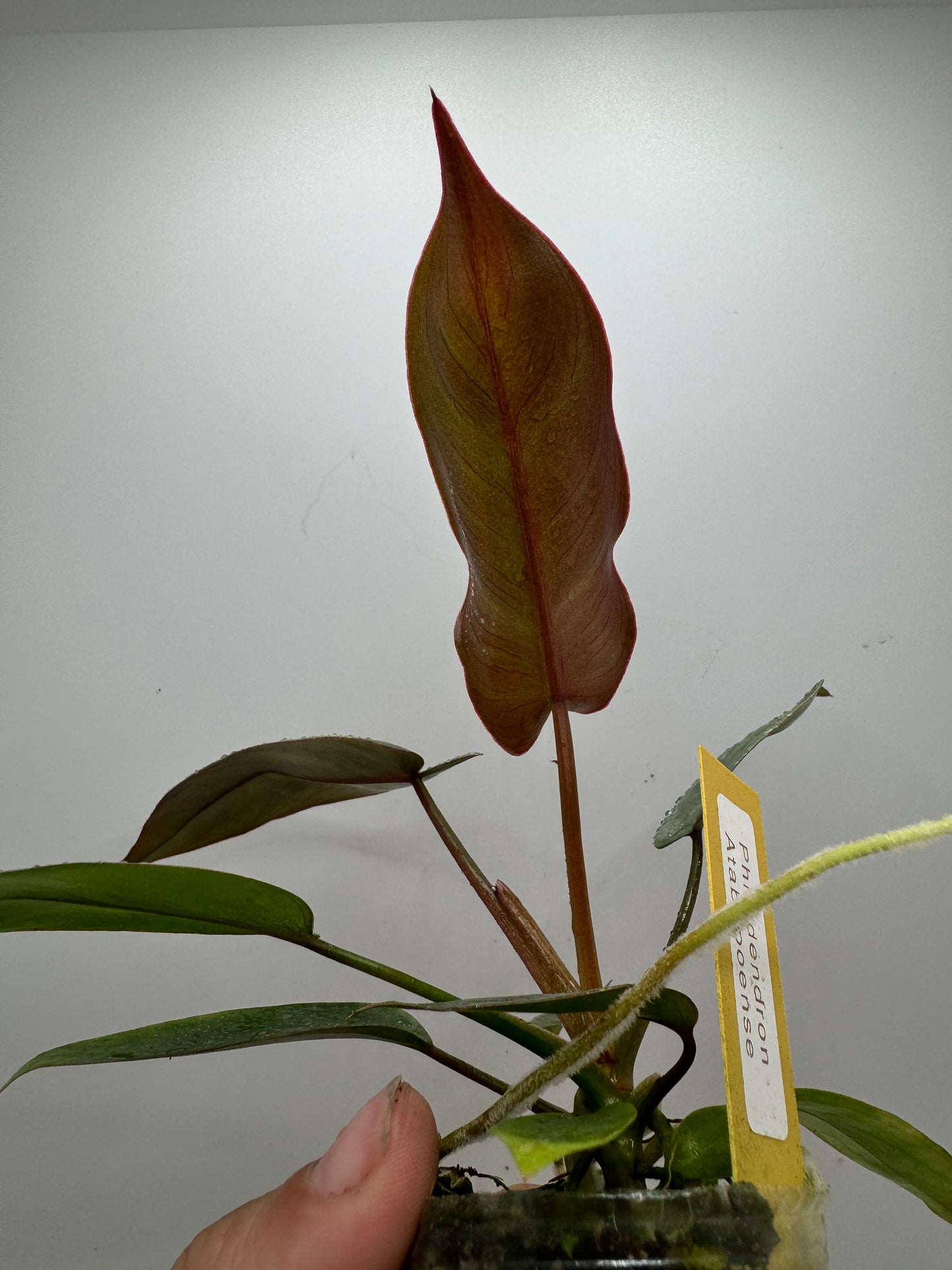 Philodendron Atabapoense