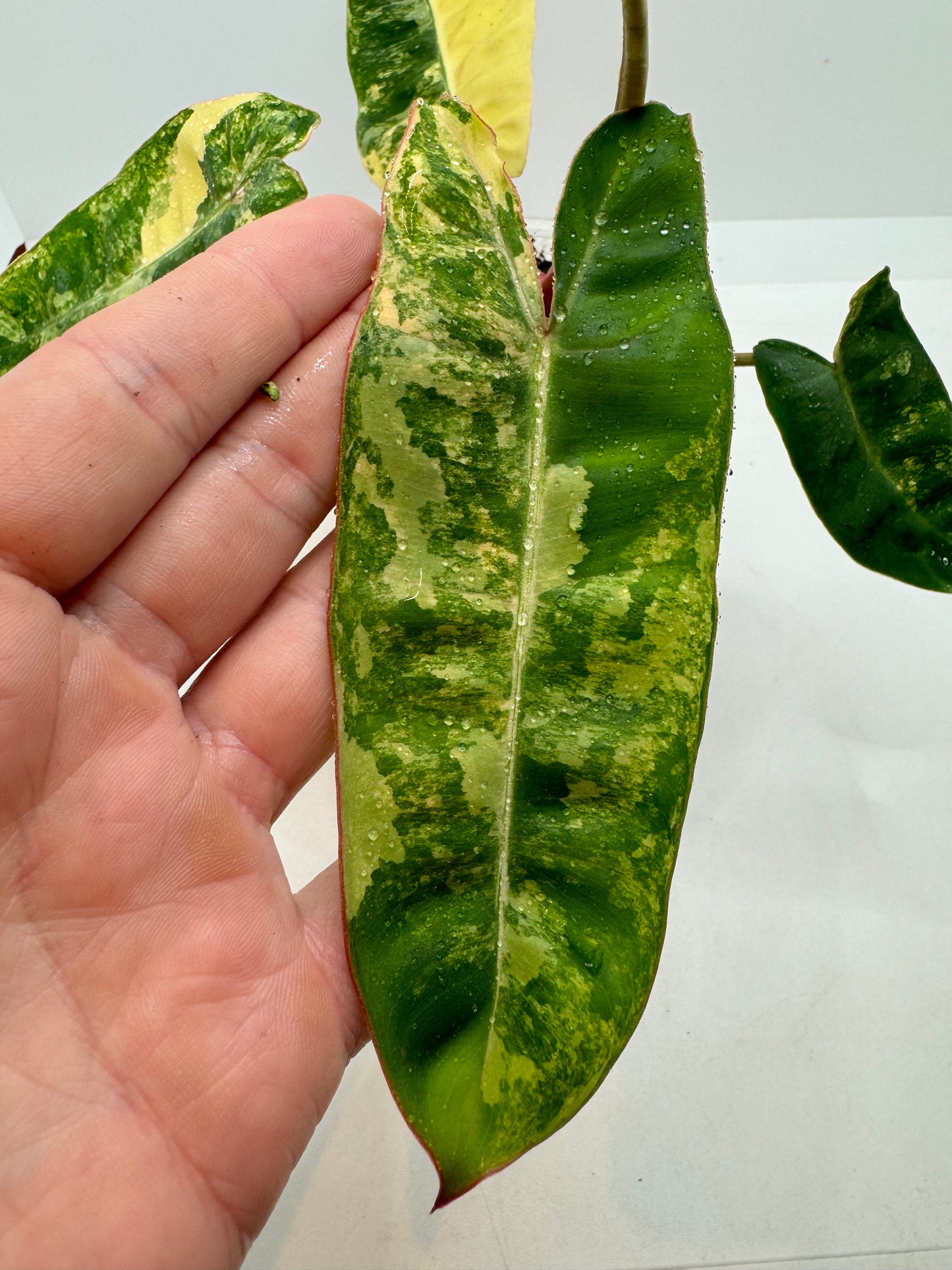 Philodendron Billietiae Variegated (rare tropical)