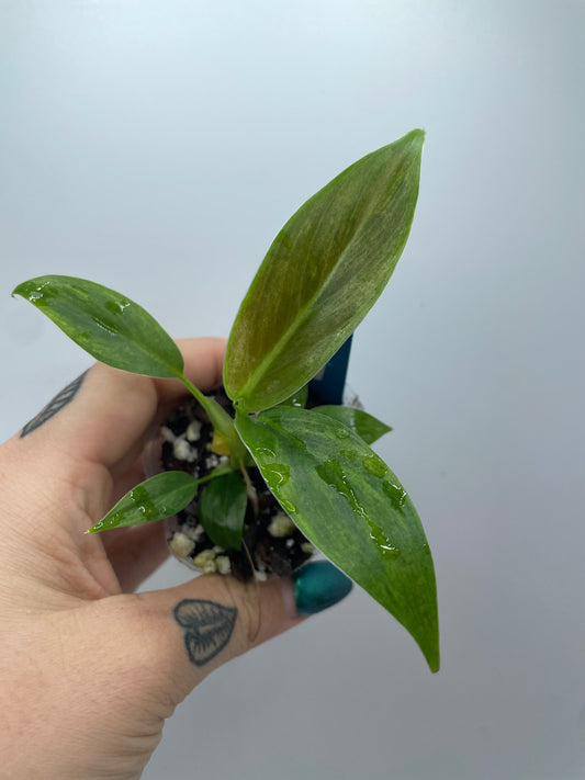 Philodendron Variegated Subhastum (Rare tropical)