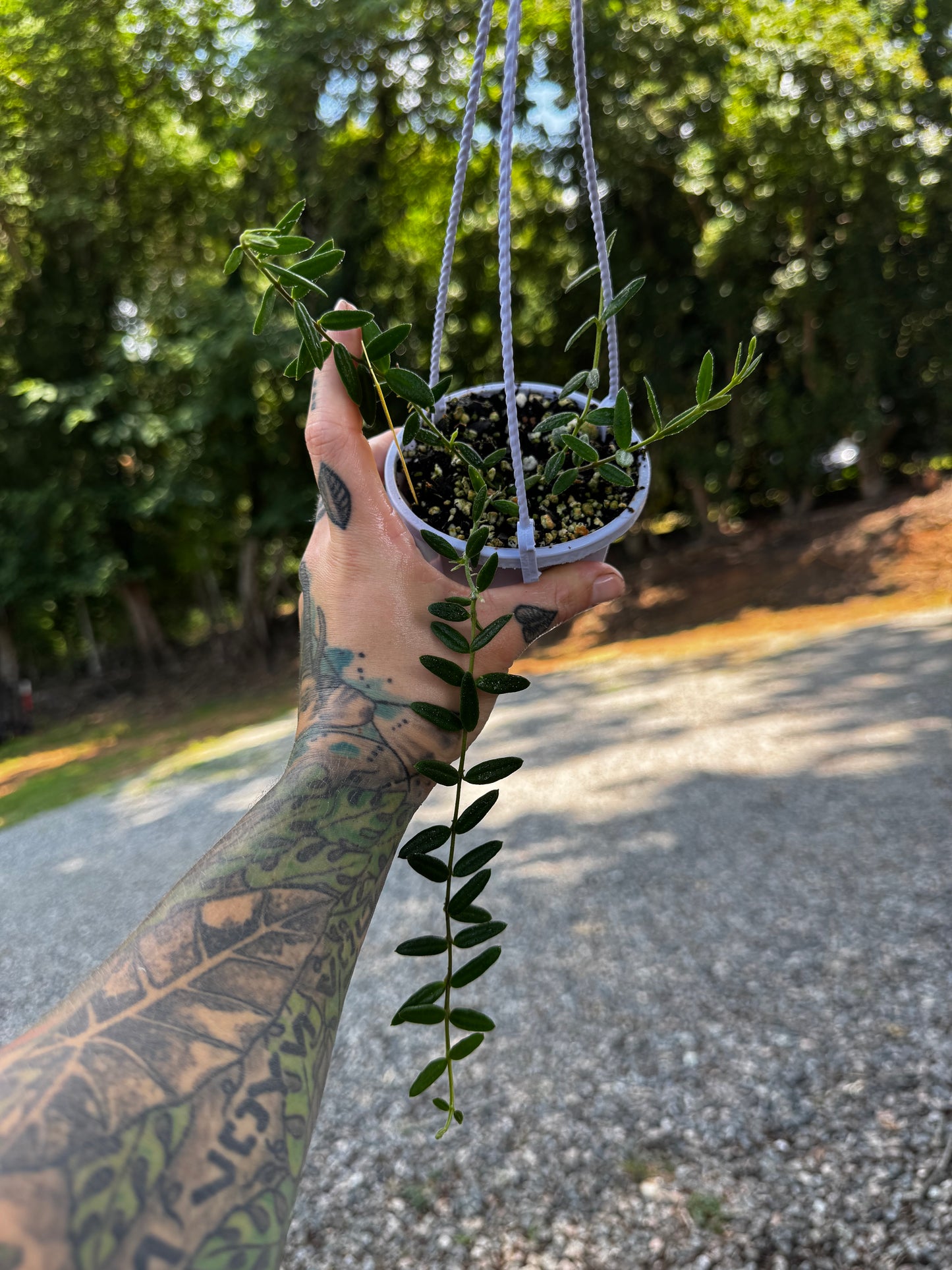 Hoya Engleriana ‘Vietnam’