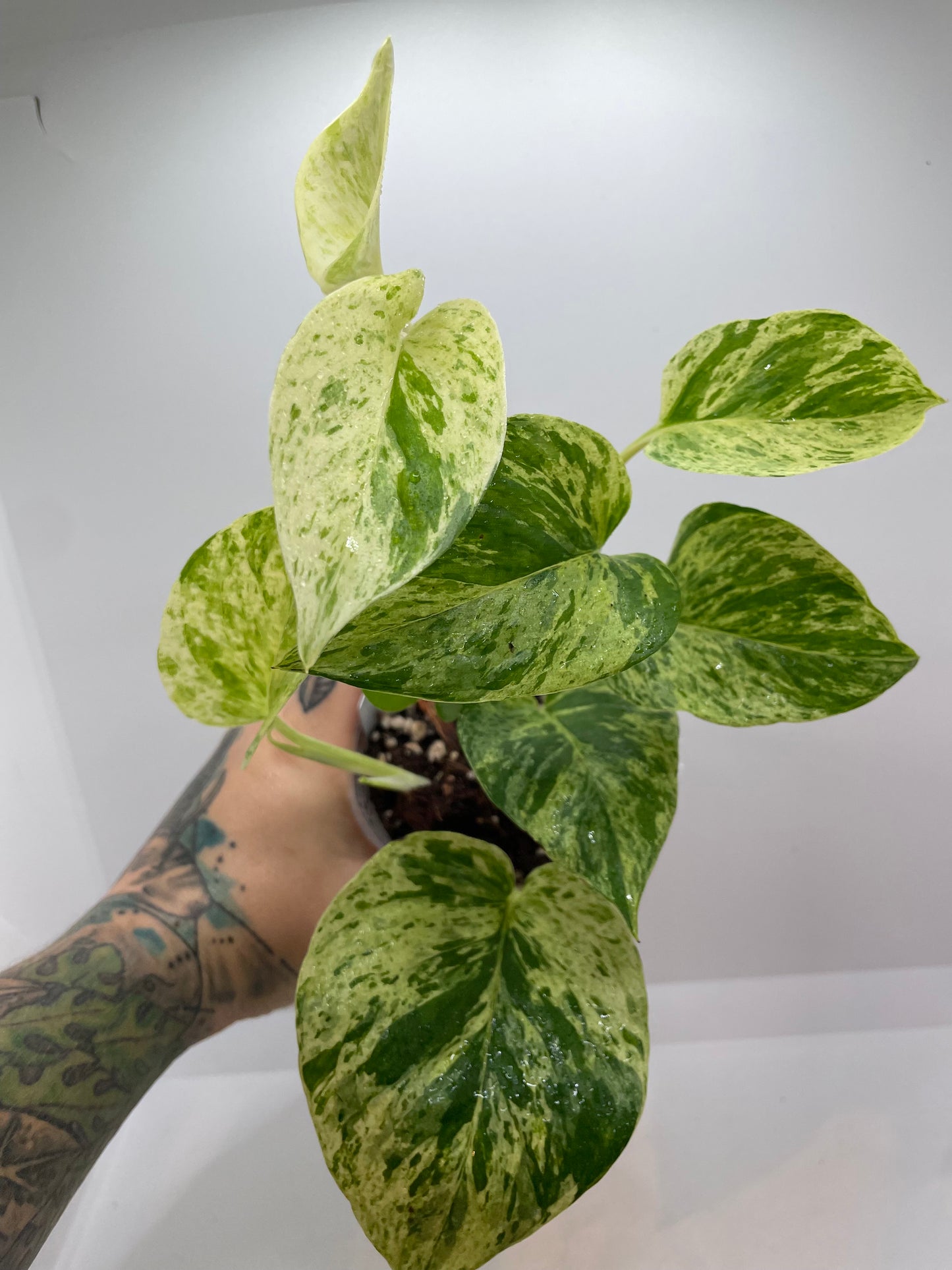 Marble Queen Pothos