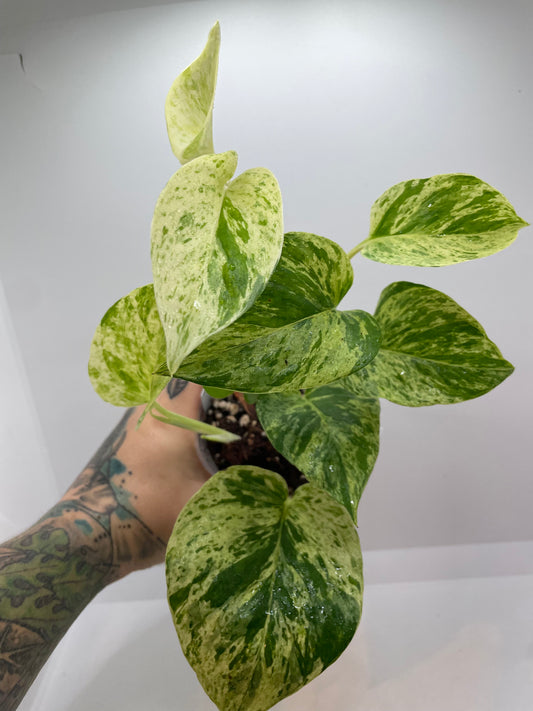 Marble Queen Pothos