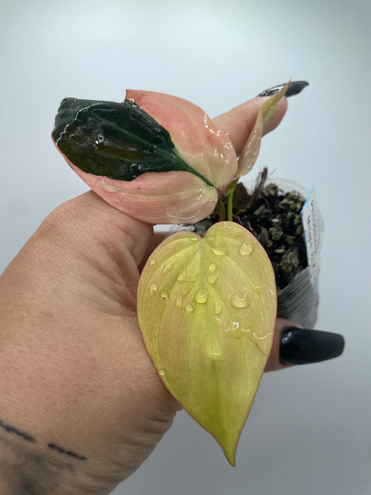 Philodendron VAR micans ‘aurea’ #2