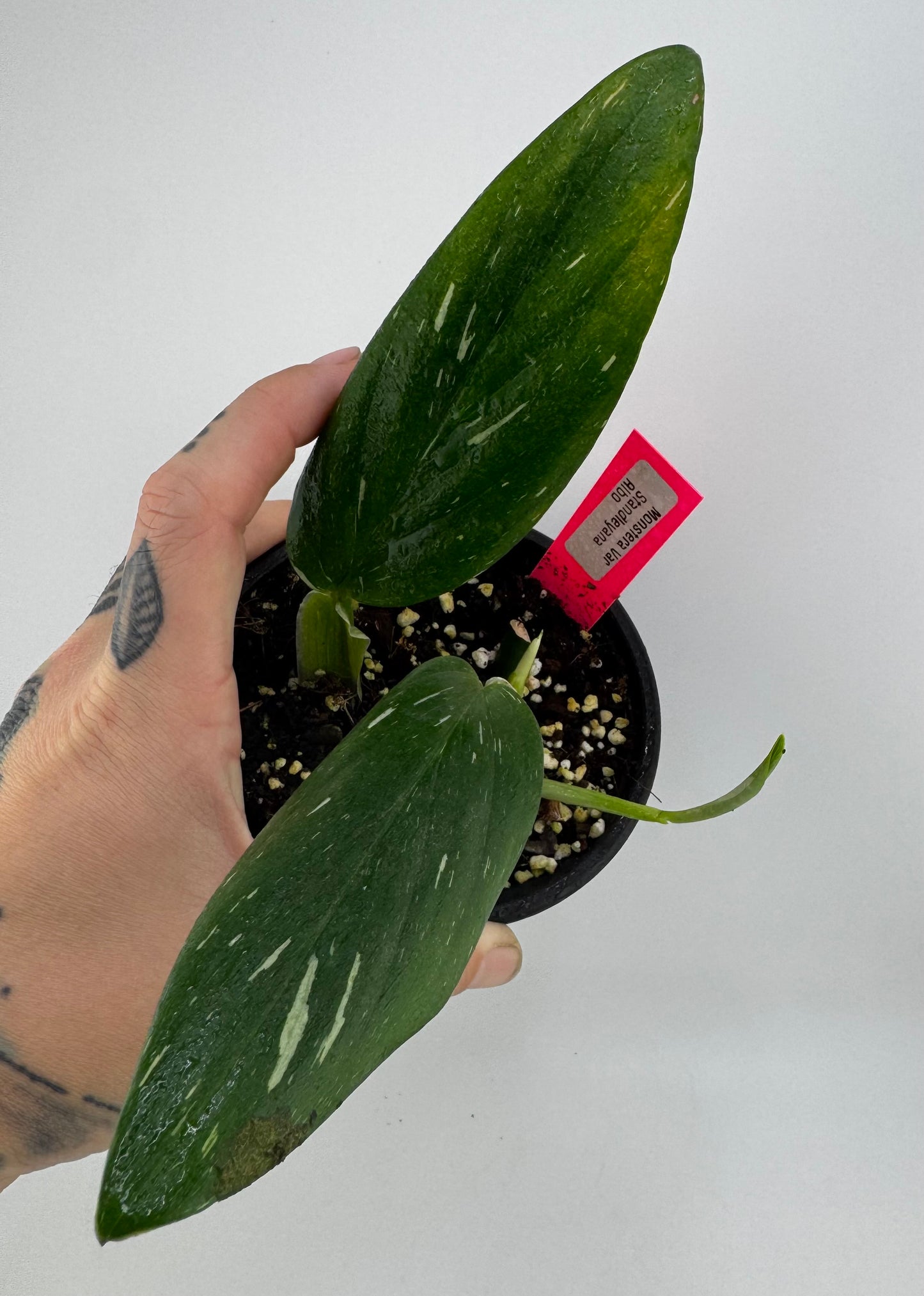 Monstera Standleyana ‘Albo’