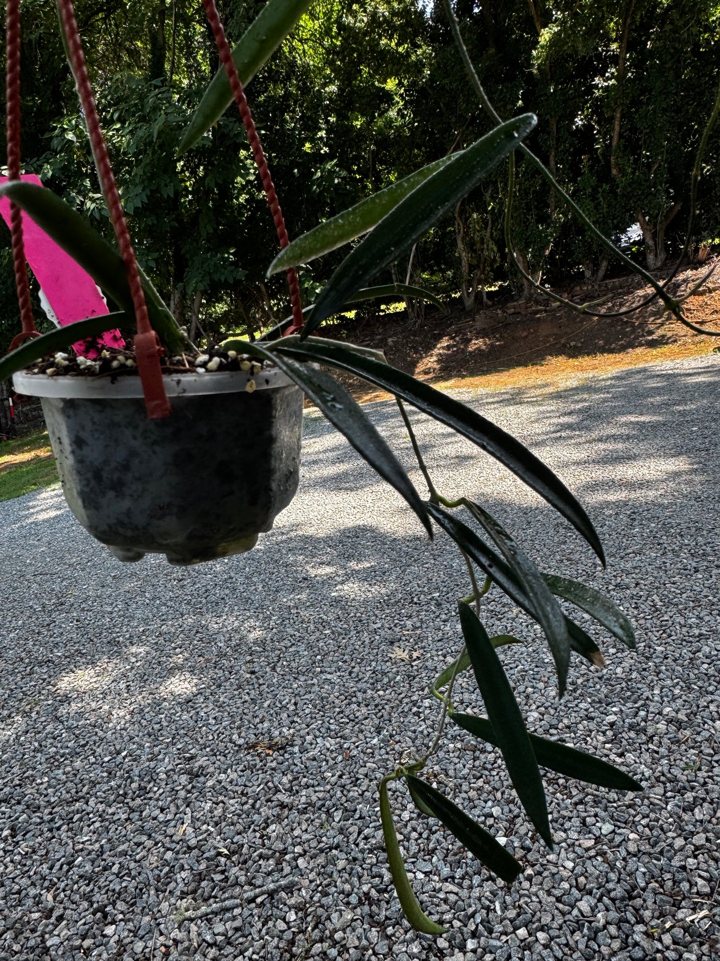 Hoya shepherdii