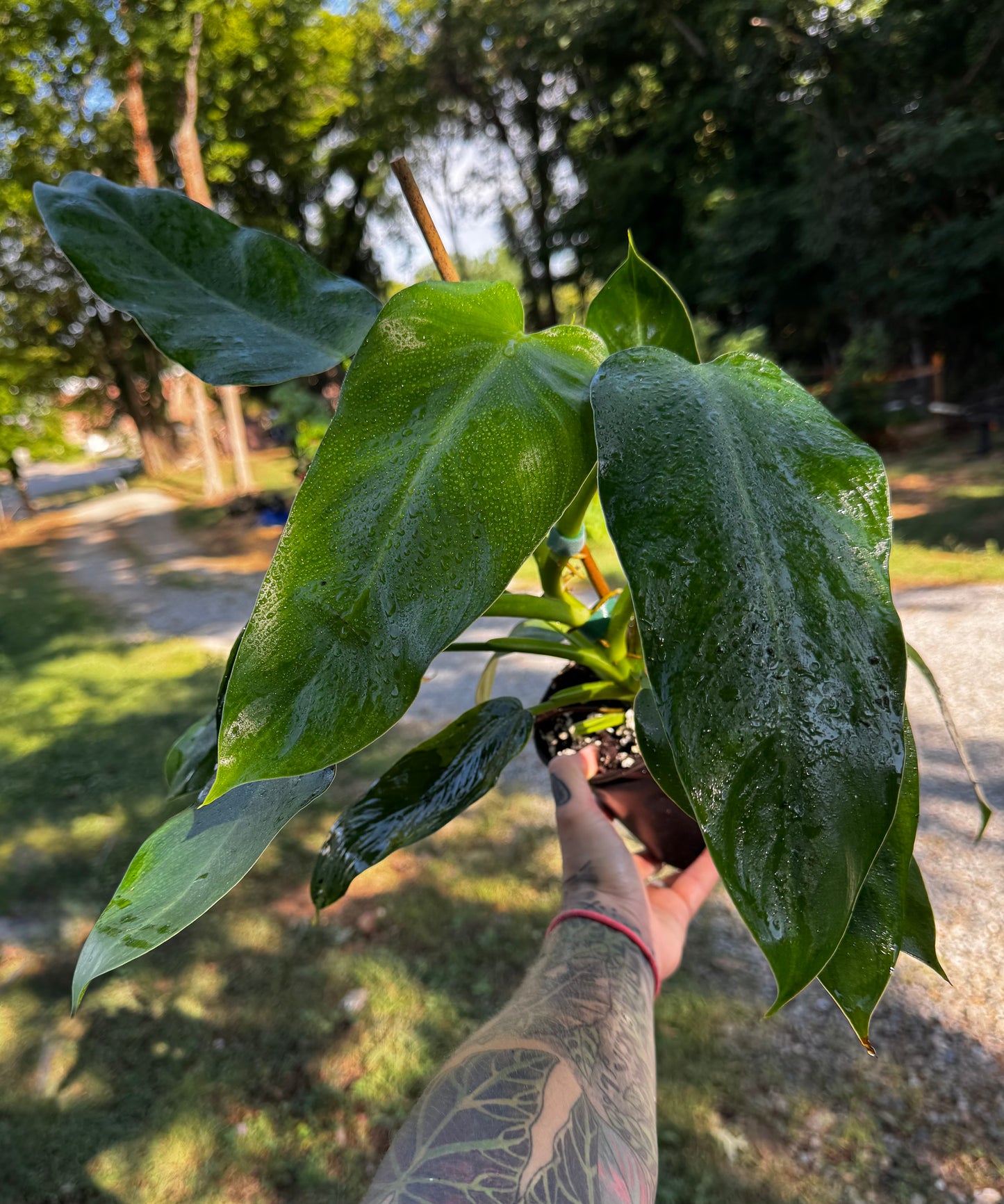 5.5” Philodendron Jose Buono Green