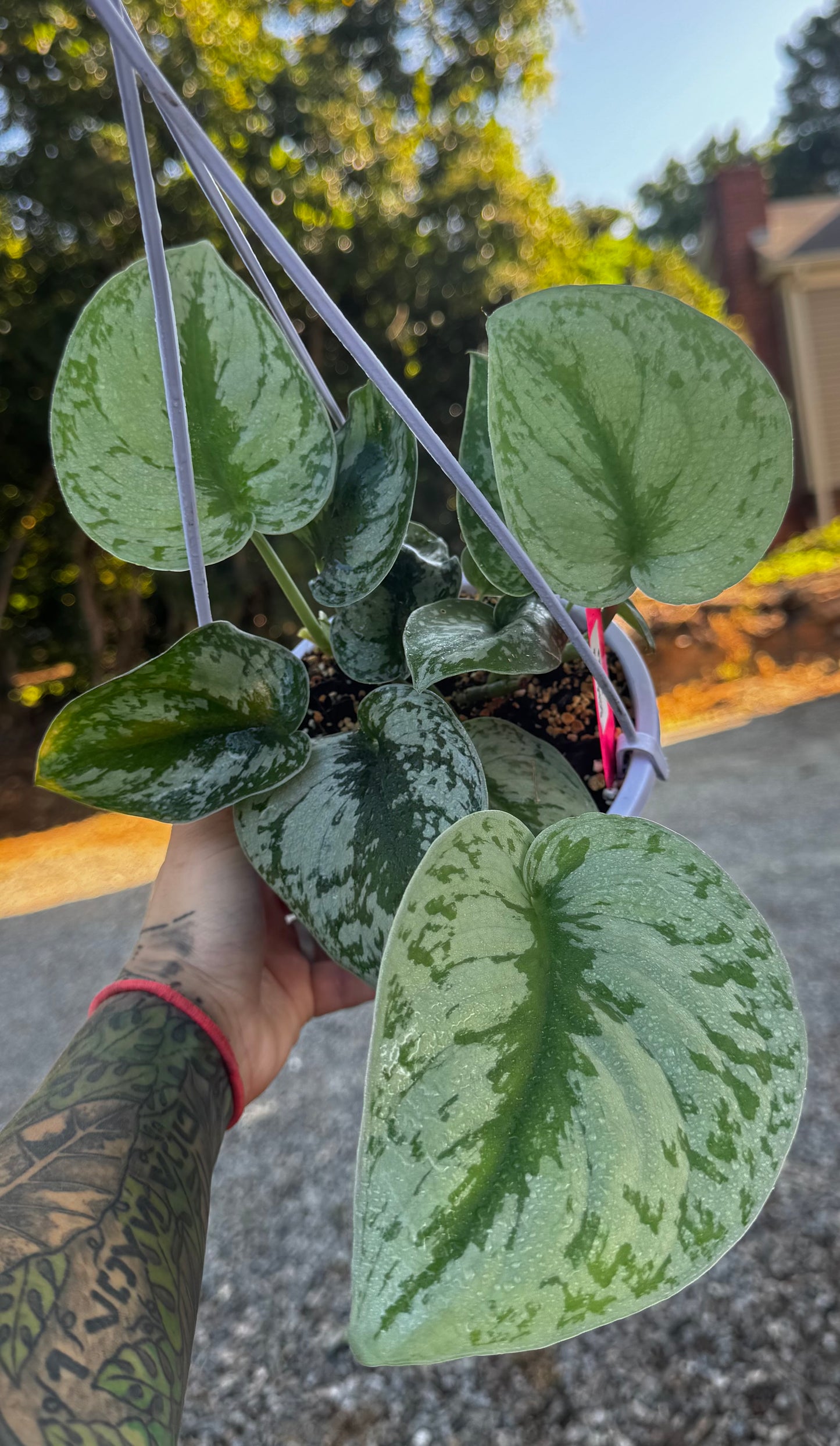 Scindapsus Pictus ‘Exotica’