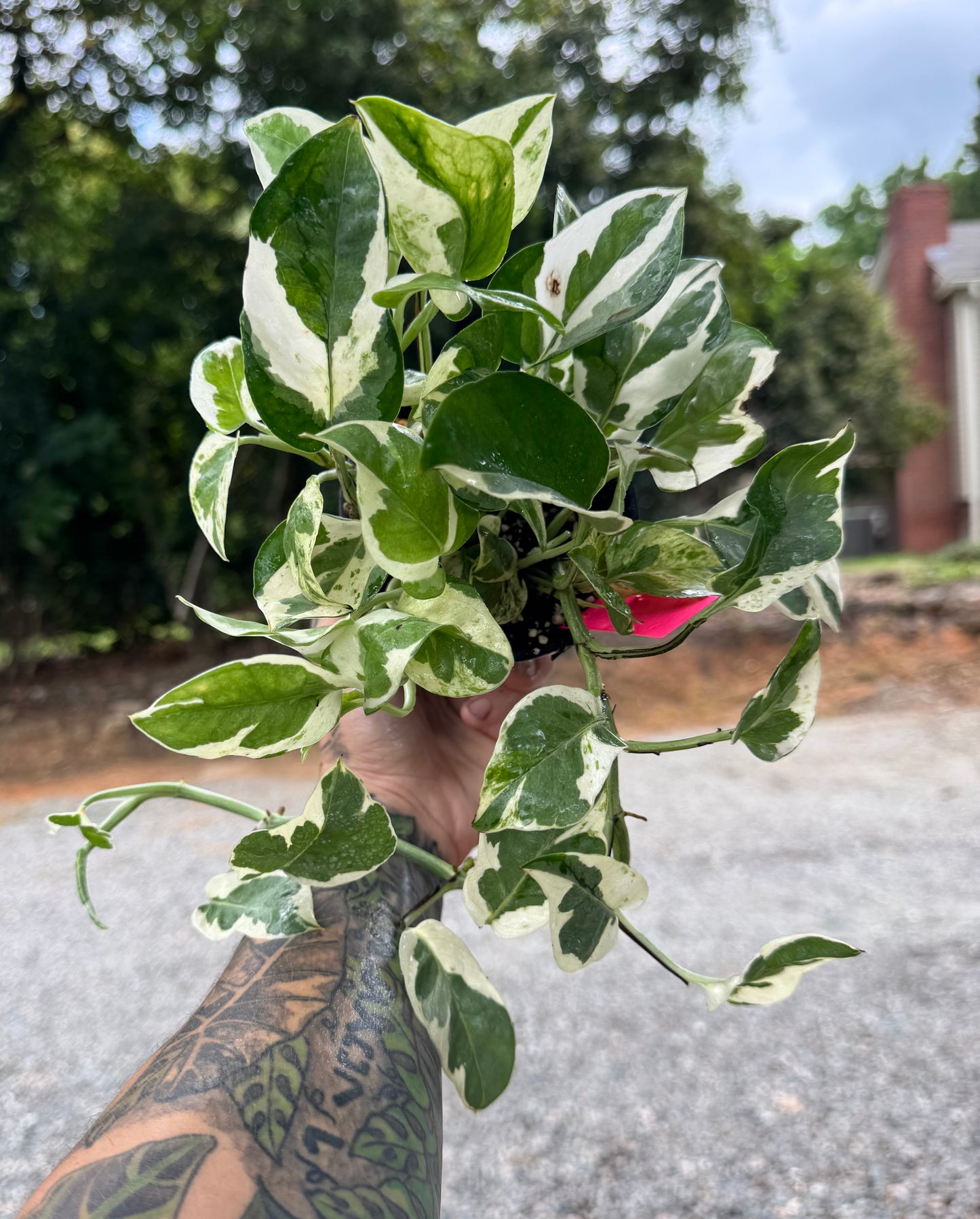 ‘N’Joy’ pothos