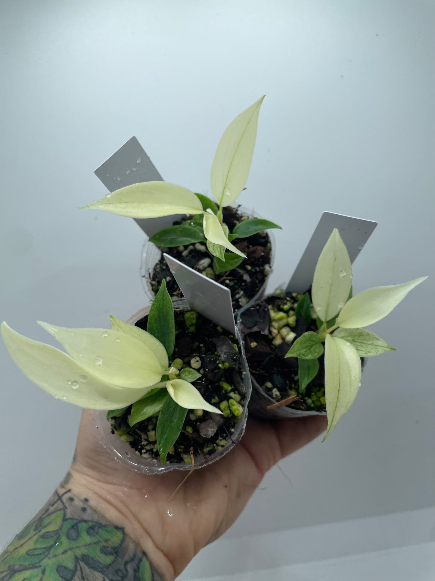 Philodendron Florida Ghost (Rare tropical)