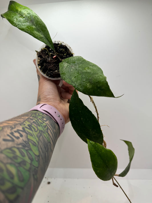 Hoya Finlaysonii ‘chicken farm’ (rare tropical)