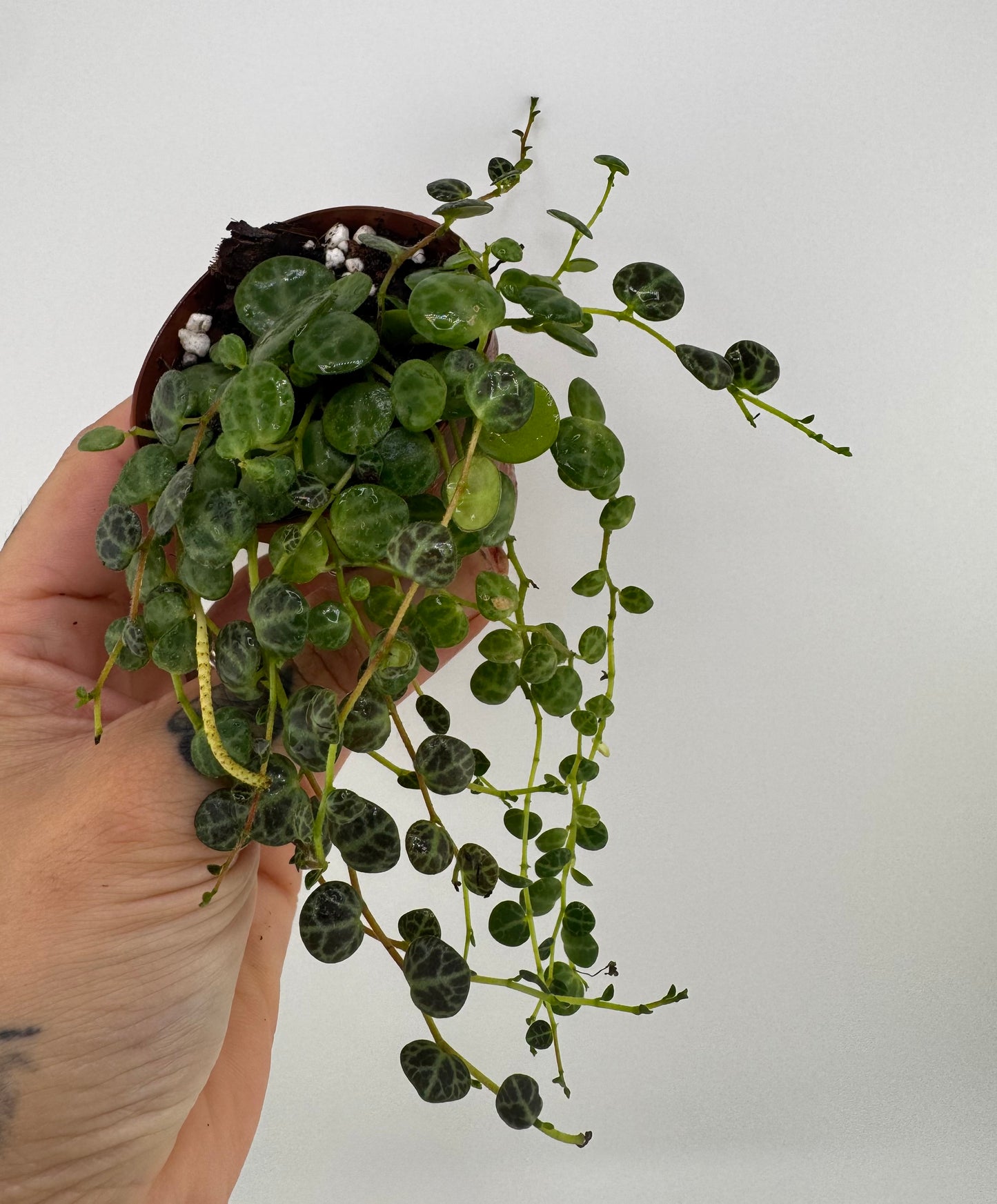 String of Turtles