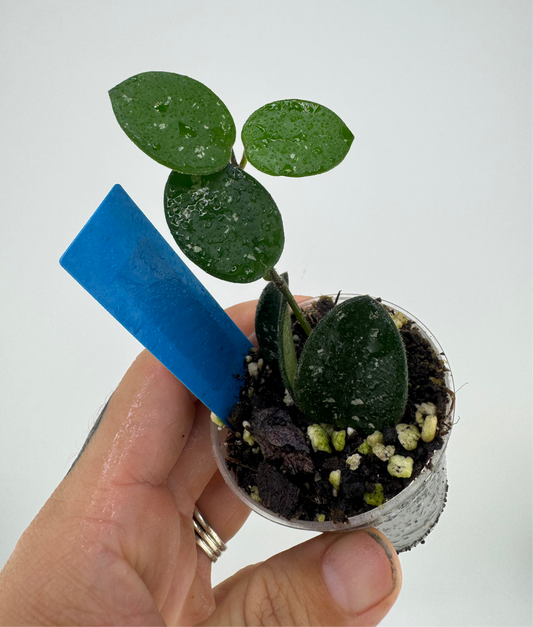 Hoya mathilde splash
