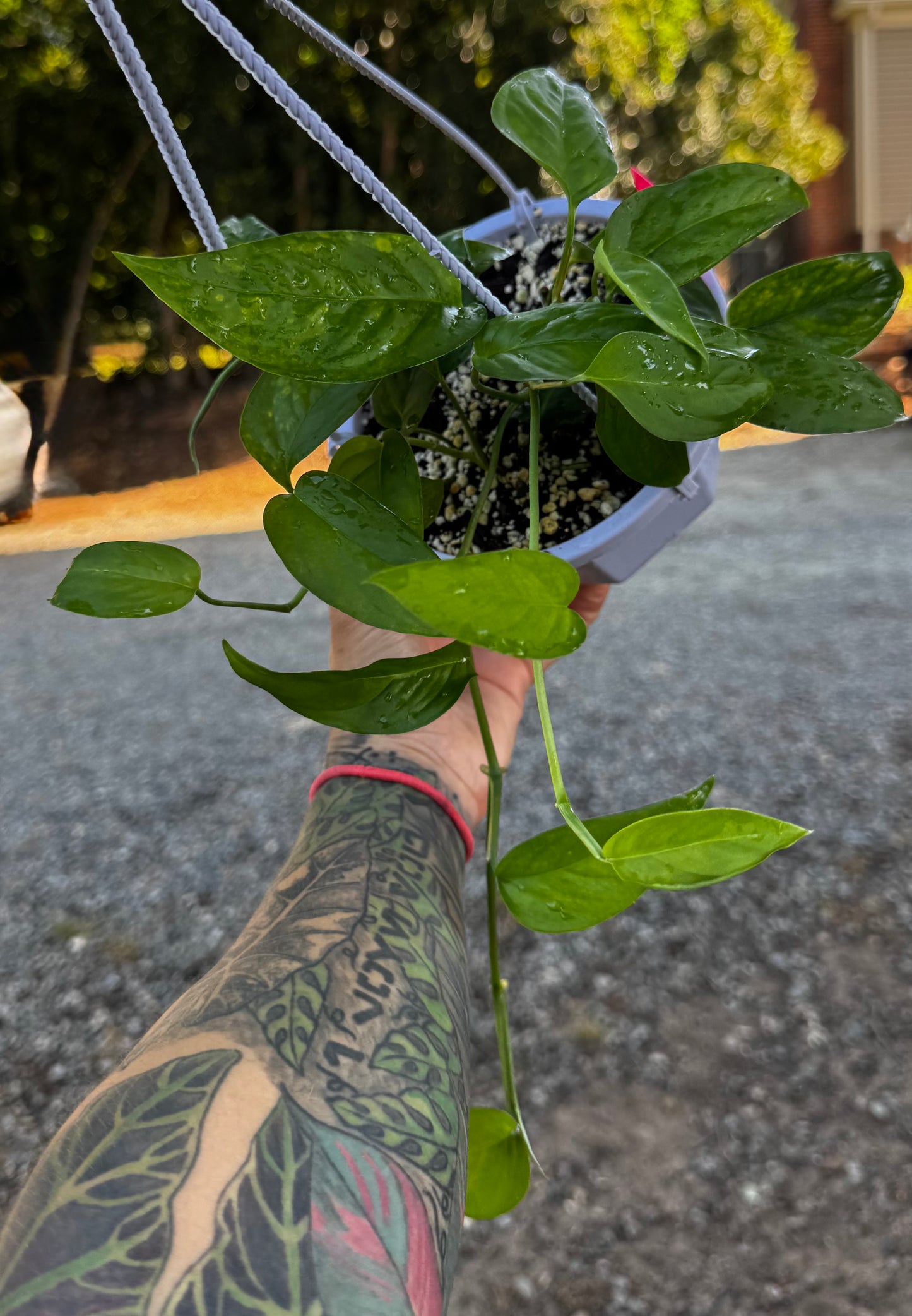 Monstera Lechleriana