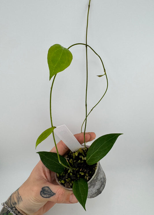 Hoya Camphorifolia