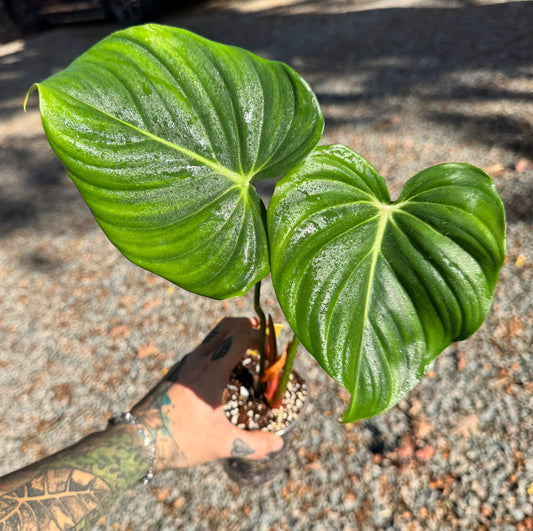 Philodendron Pastazanum