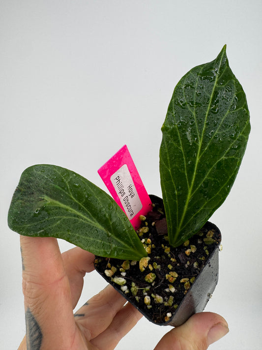 Hoya Phillips Obscura