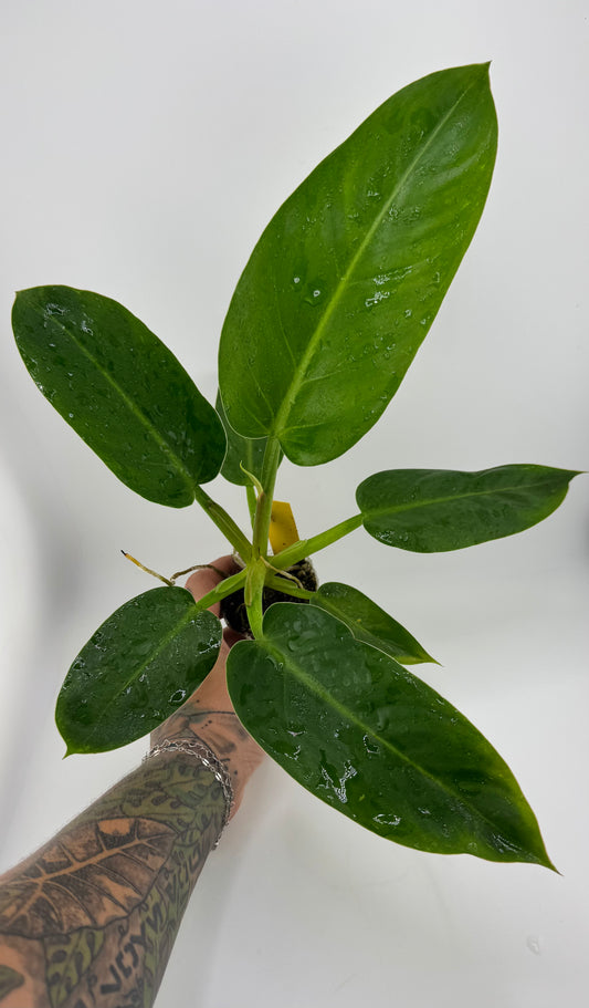 Philodendron Ruaysup
