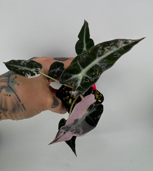 Variegated Alocasia Bambino Albo/Pink #E