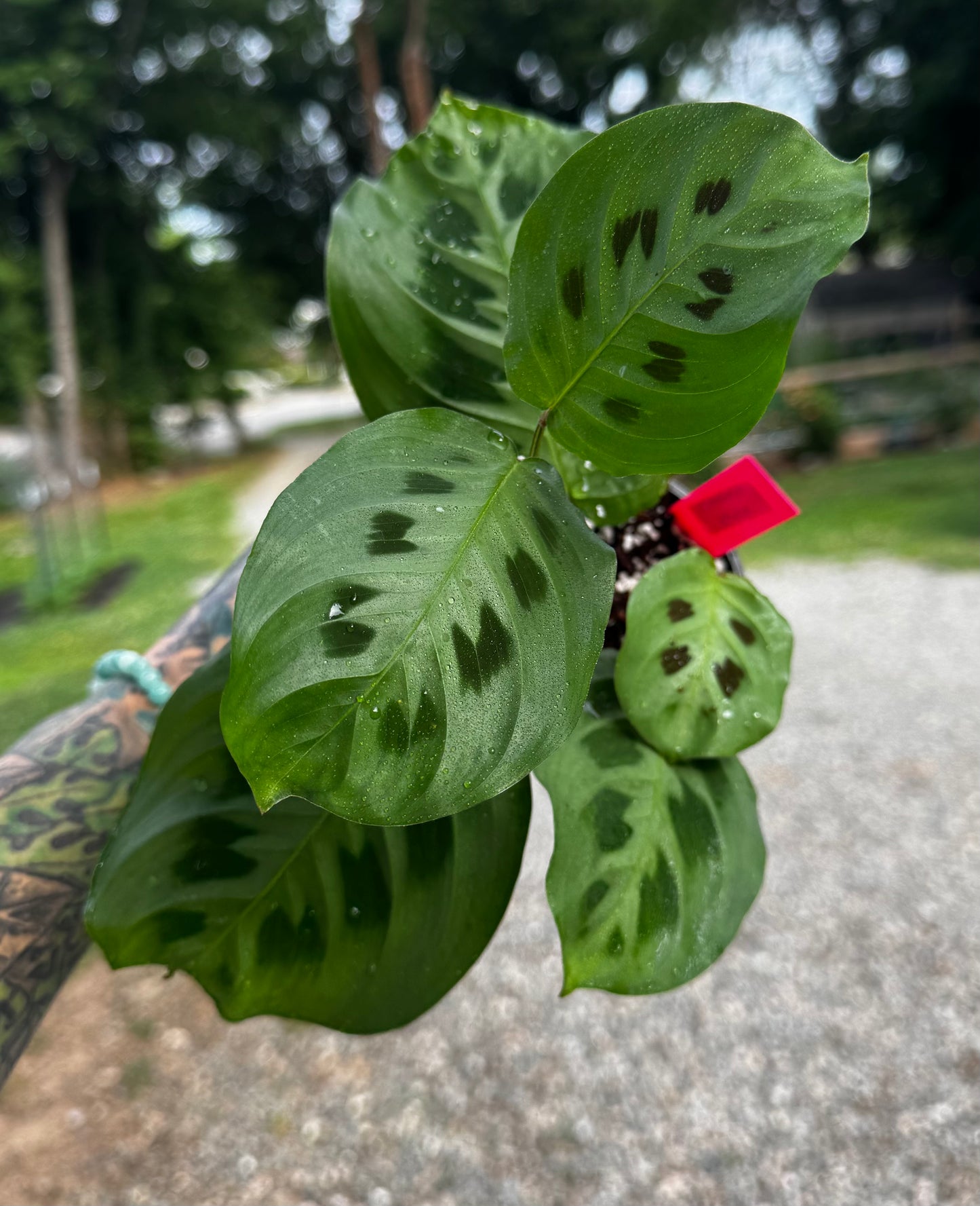 Maranta Leuconeura ‘Kerchoveana’