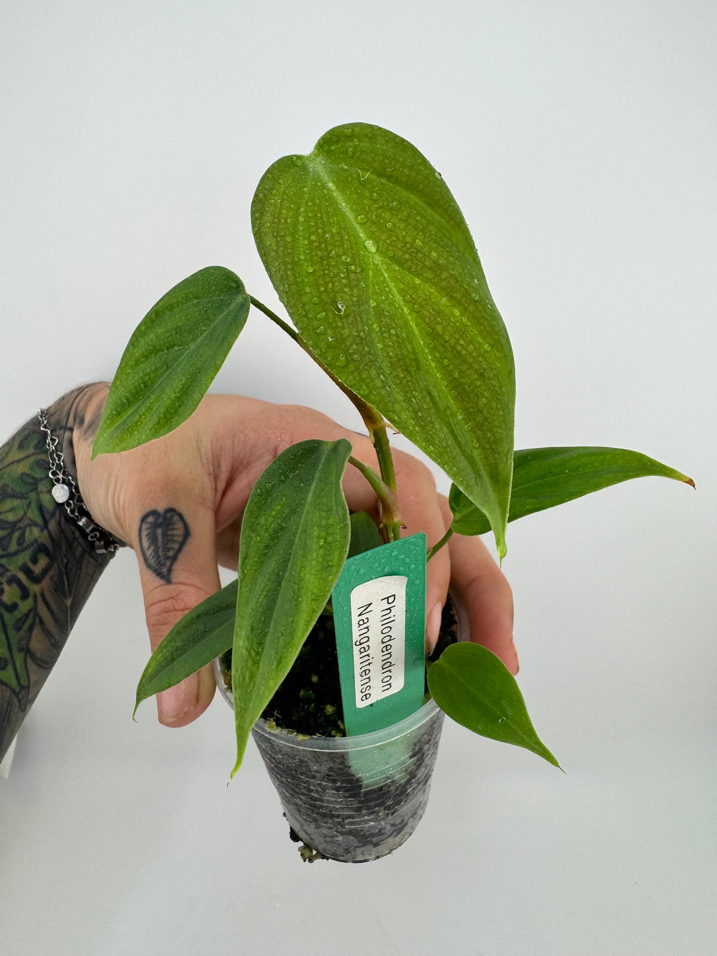 Philodendron Nangaritense