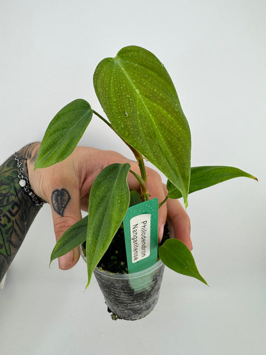 Philodendron Nangaritense
