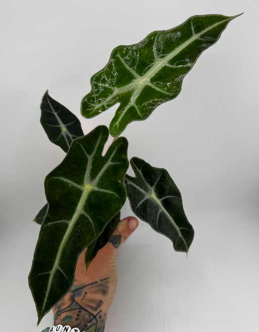 Alocasia Polly